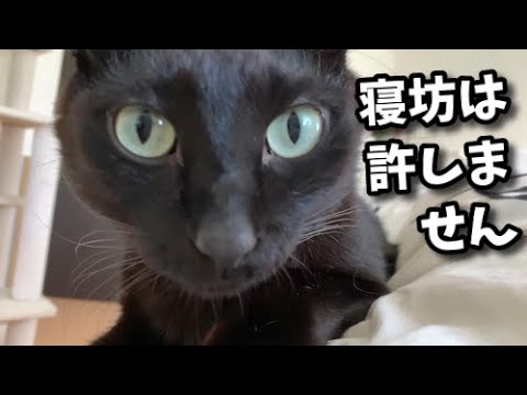 猫を飼ったら朝寝坊がなくなる！