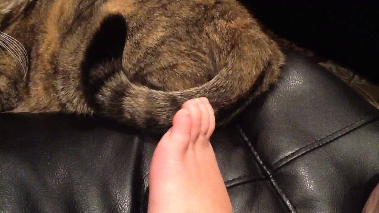 My cat's tail is so sensitive YouTube