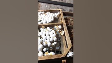 How A Chick Born From A Egg 🐣   Incubator Make Baby Chiken without mother # 28