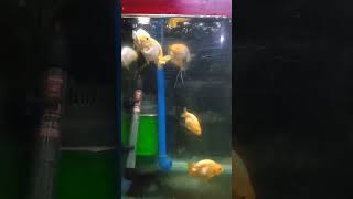 7 days feeding Steamed egg.