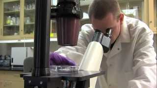 One Health/One Medicine: Comparative Oncology