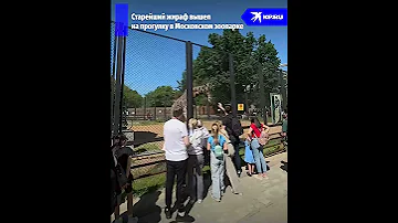 Старейший жираф вышел на прогулку в Московском зоопарке
