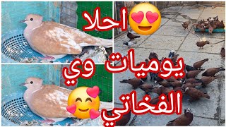 🥰يووميات سطحنا صورت الشذاري 🥰والفخاتي بيضن تالو شوفو سويت وي البيض🥰@