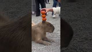 capybaras1990   7209860735936056582