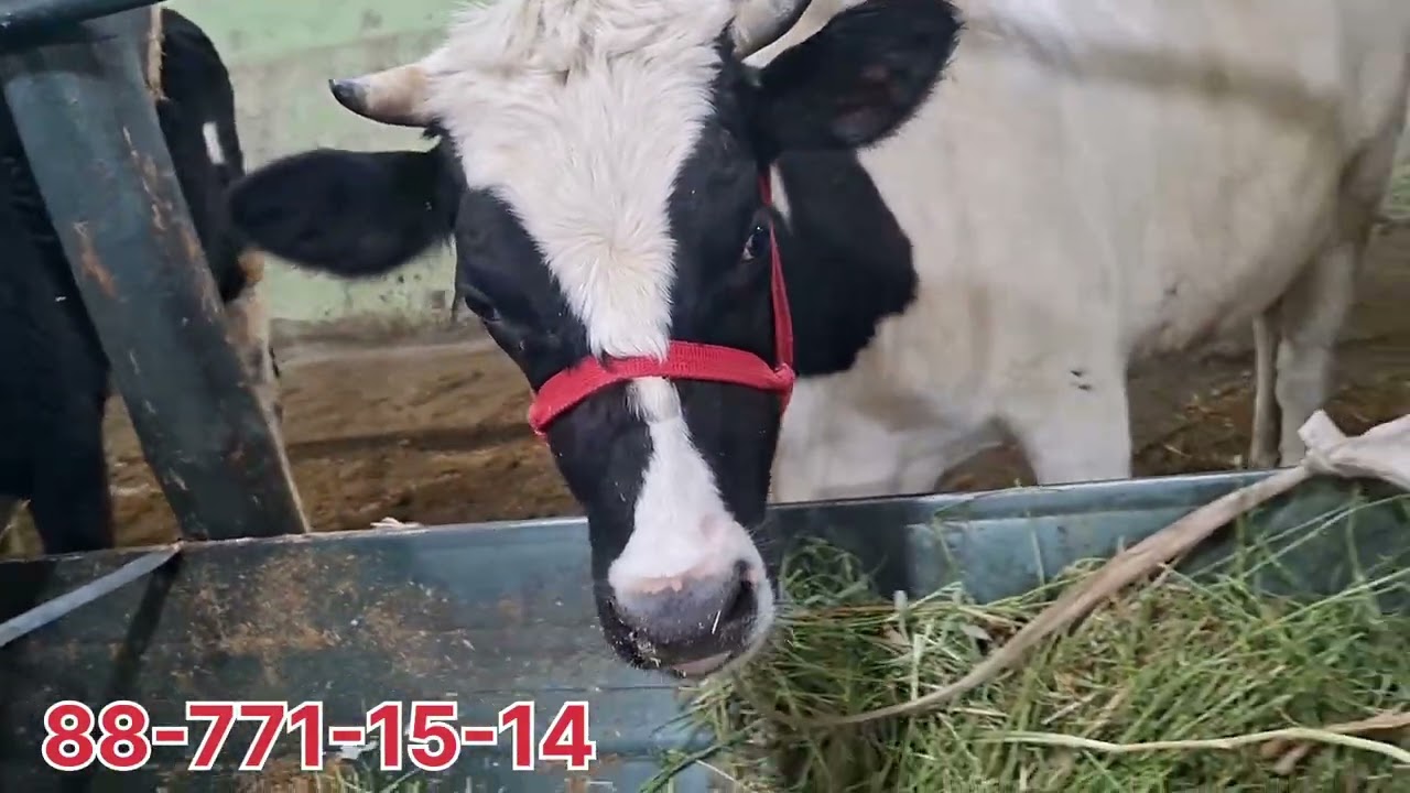 5 февраля 2026 г.