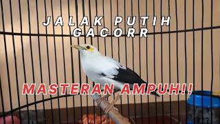 Download Lagu MASTERAN JALAK PUTIH GACOR, AMPUH UNTUK MASTERAN MURAI BATU DAN CUCAK IJO! Download Lagu MASTERAN JALAK PUTIH GACOR, AMPUH UNTUK MASTERAN MURAI BATU DAN CUCAK IJO!