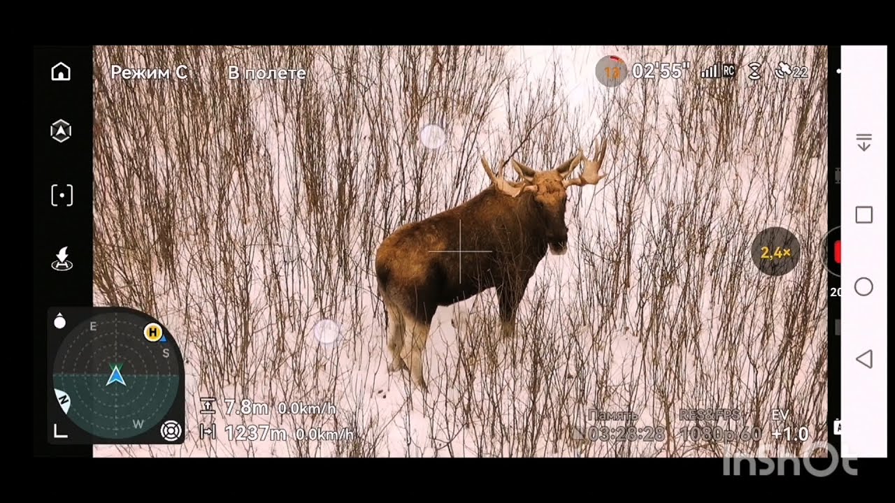 Лоси в зимнее время. Бык на кормежке. 