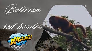 🌳 Bolivian Red Howler: The Loudest Monkey in the Rainforest | Amazing Planet 🌿