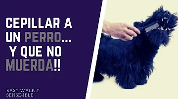 ¿Cómo se cepilla a un perro sin que muerda?