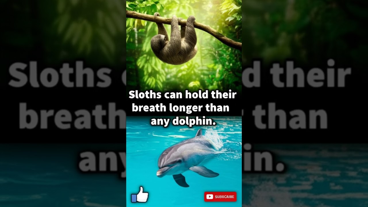 Sloths Hold Breath LONGER Than Dolphins?! 🤯