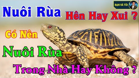 Nuôi Rùa Hên Hay Xui | Có Nên Nuôi Rùa Trong Nhà Hay Không | bạn và tôi