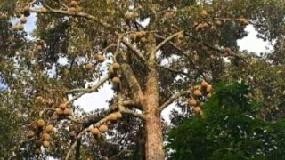 Cara Membuahkan Pohon Durian Lokal Dengan Pupuk MKP, KNO3 Dan Boron