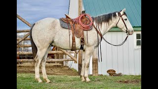 Doms Chubby Ole   Consigned to Billings Livestock Horse Sale May 25 HIP #35