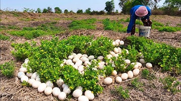wow wow unique! Harvest duck eggs a lot under grass at field near the road by hand skill