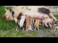 Kunekune Pig Feeding Her Piglets