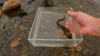 Flipping Tidepool Rocks to Find an Ocean Pout