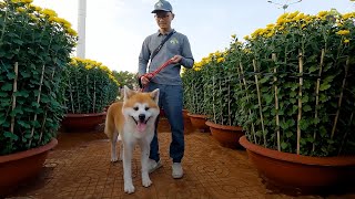 Dạo Đường Hoa Ngày Tết Cùng Chú Chó Akita Inu || Laputa Farm