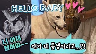 [강아지유튜브] 두근두근!! 천백이에게 동생이 생겼어요💓 엄마 뱃속에 아기가??! 태아 심장 소리를 처음 들은 강아지의 반응은?