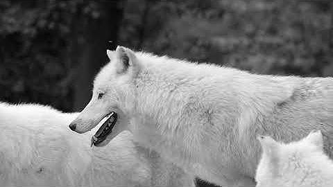 Eldrvak - Heart Of The Wolf | Official Video