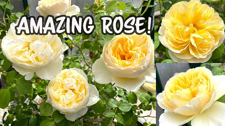 This ROSE is a FAVORITE David Austin Rose - The AMAZING Charlotte!