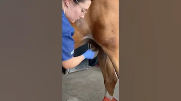 Horse Penis Cleaning 