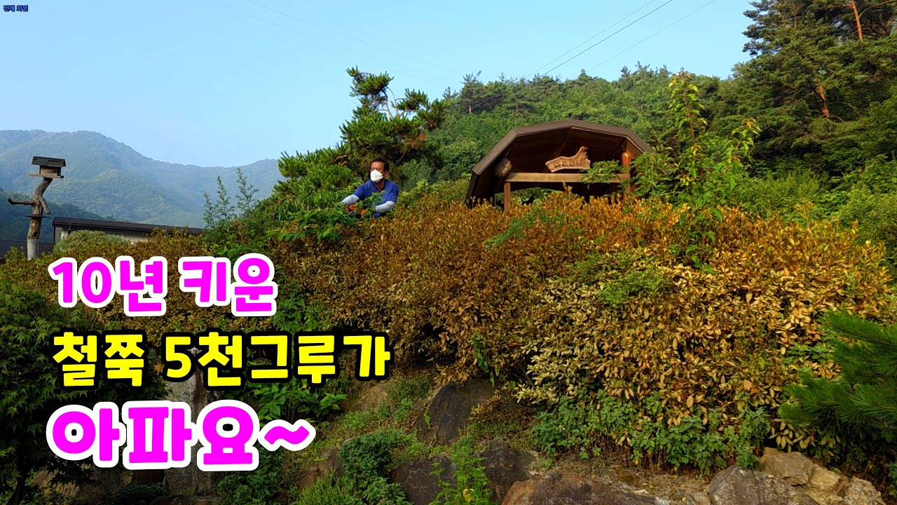 Я выращиваю ее уже 10 лет, но азалия заболела.