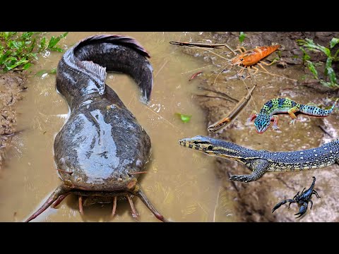 Tangkap ikan lele jumbo di lubang ada ikan hias, ikan koi, belut, kura kura, udang galah