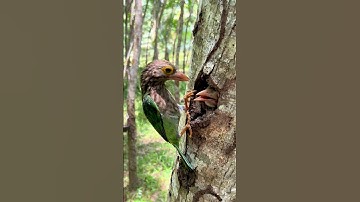 Lineated barbet #motherbird #feeding #babybird #bird #nest #birdwatching #nature #earth #planet