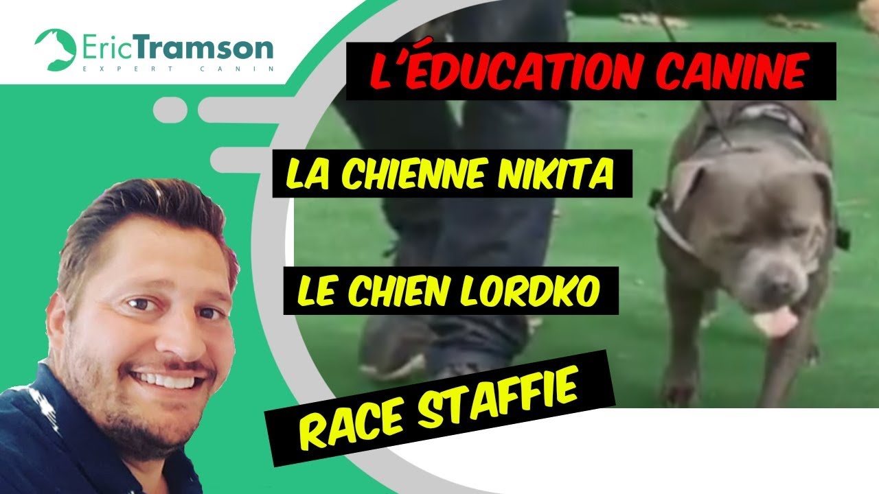 L'éducation canine avec la chienne nikita et le chien lordko de race staffie - YouTube