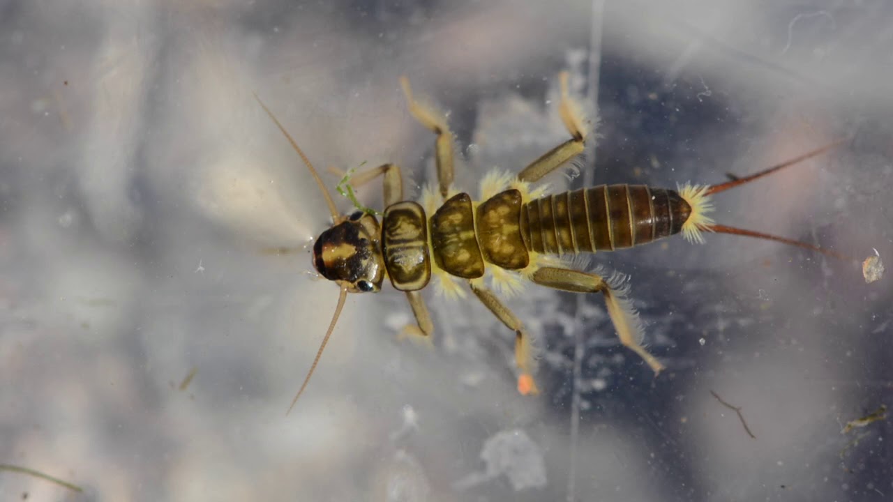 Golden stonefly nymph Clearance