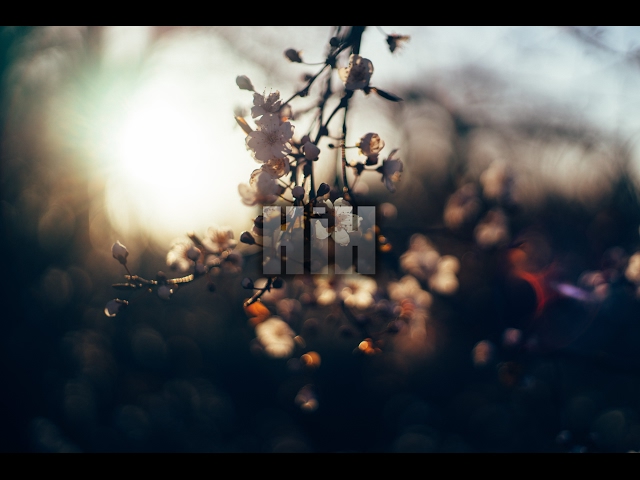 Blugazer - Utopian Suicides