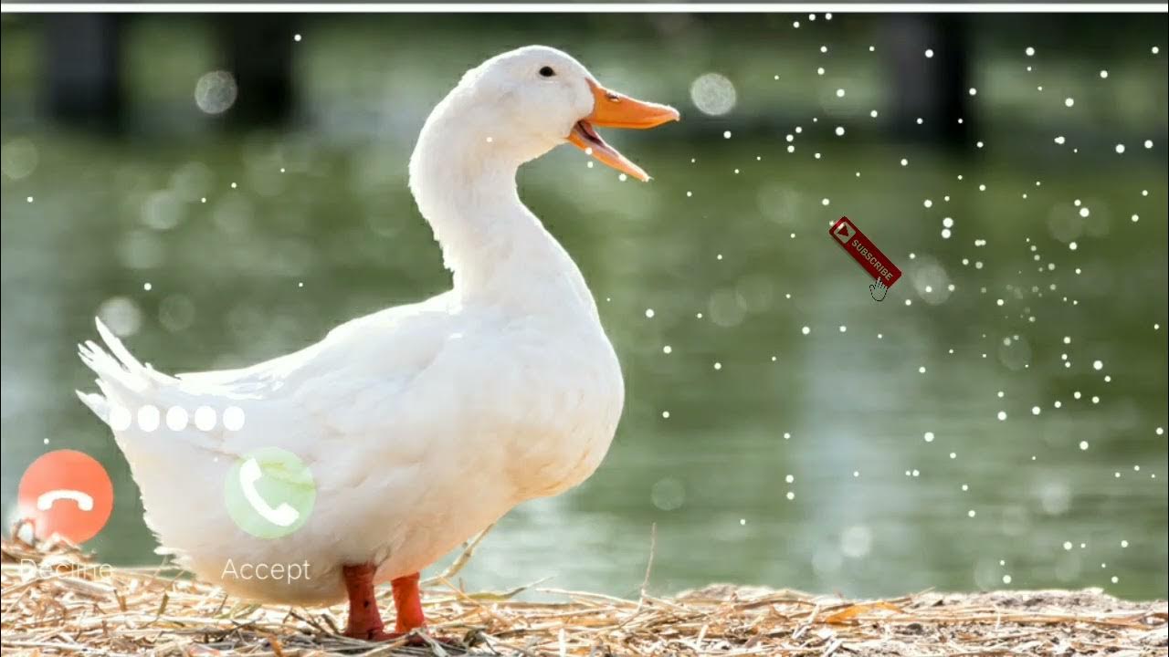 Duck sms ringtone cute ringtone notification message viral