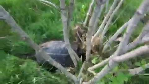 Snapping turtles mating - Interrupted