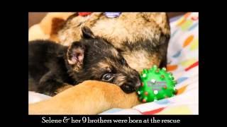 Saving Paws Rescue AZ: Saving Selene