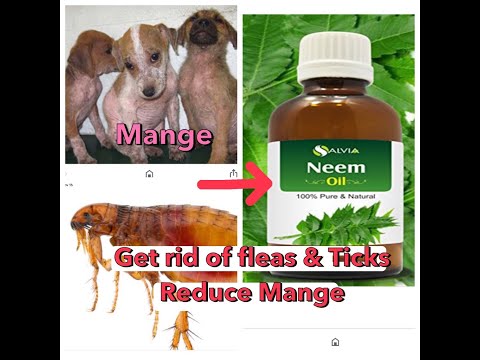 How to make home remedy get rid of fleas ,Ticks and Reduce Mange the same time  100% Natural & Safe.