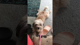 #dog #shortvideo #viral #puppy #shihtzu #lily #cute #cutedog#funny #funnydog
