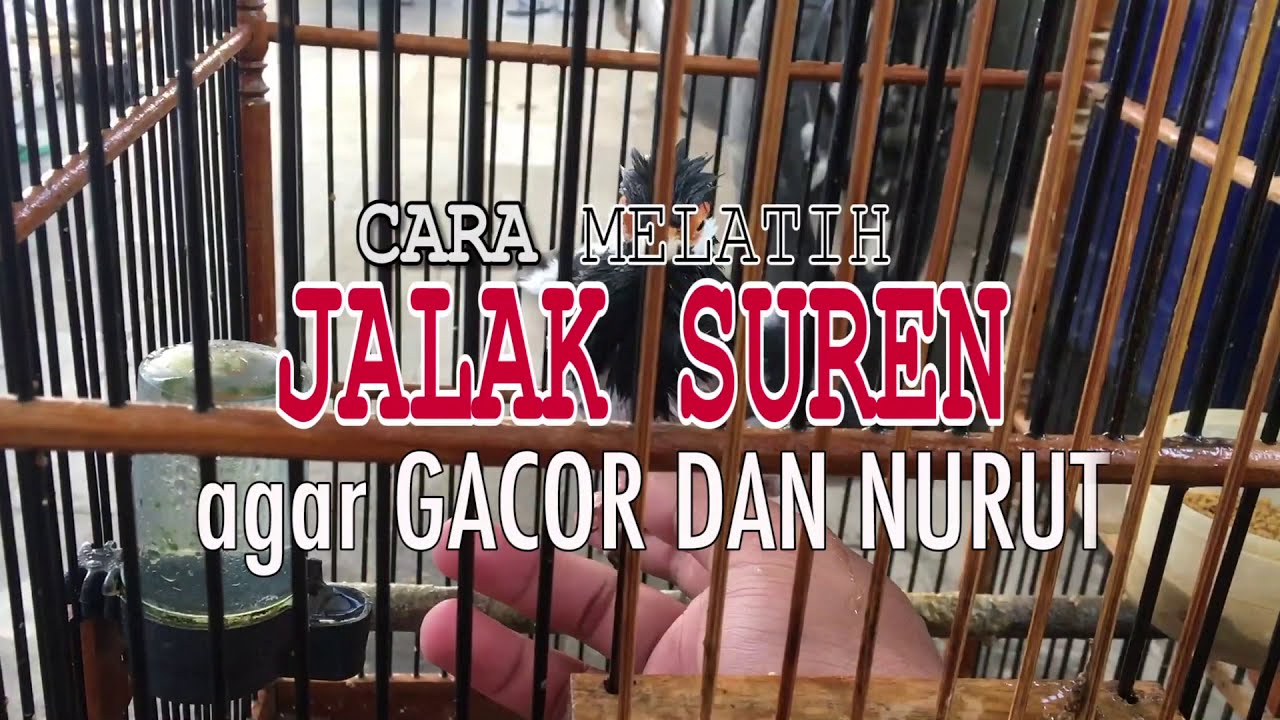 CARA MELATIH JALAK SUREN BISA NGOMONG ASSALAMUALAIKUM, GACOR DAN JINAK