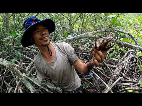 MỘT NGÀY TRONG RỪNG CỦA TÔI Cua để câu cá và nấu ăn tại chỗ | HOA CẦN GIỜ VLOG 1 MỘT NGÀY VÀO RỪNG MÒ CUA BẮT VỌP NƯỚNG ĂN TẠI CHỔ | HÒA CẦN GIỜ VLOG