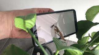 Mantis playing Fly on phone master level player