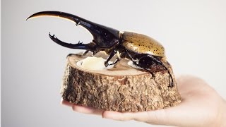 《國家地理》雜誌2017年1月號──吳沁婕專訪：赫克力士長戟大兜蟲（Dynastes hercules）
