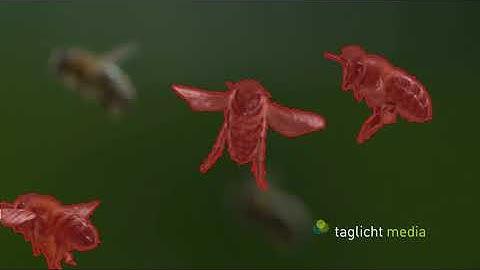 Bees segmentation based on sharpness (rough results)