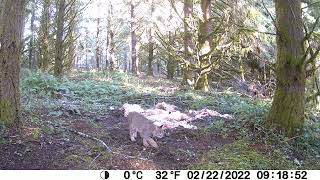 Bobcat by Andy Hoffmann 33 views 2 years ago 31 seconds