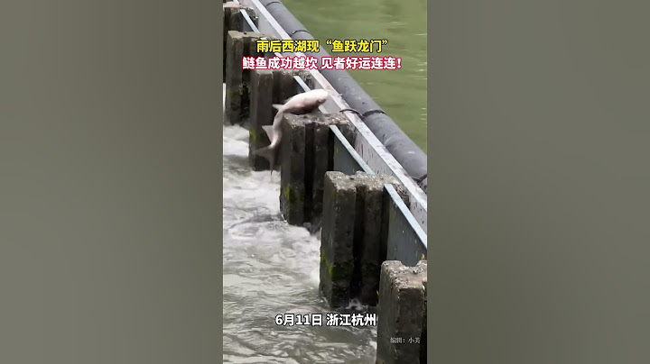 #雨后西湖现鱼跃龙门，见者“好运鲢鲢”！#杭州 （来源：杭州西湖搬运工，韵味杭州） #中国蓝国际culture #大熱門 #熱門 #興趣