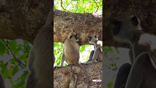 🐾 5 Wild Animals with Bizarre Behaviors! 😲#shorts #youtubeshorts #animals #wild #nature
