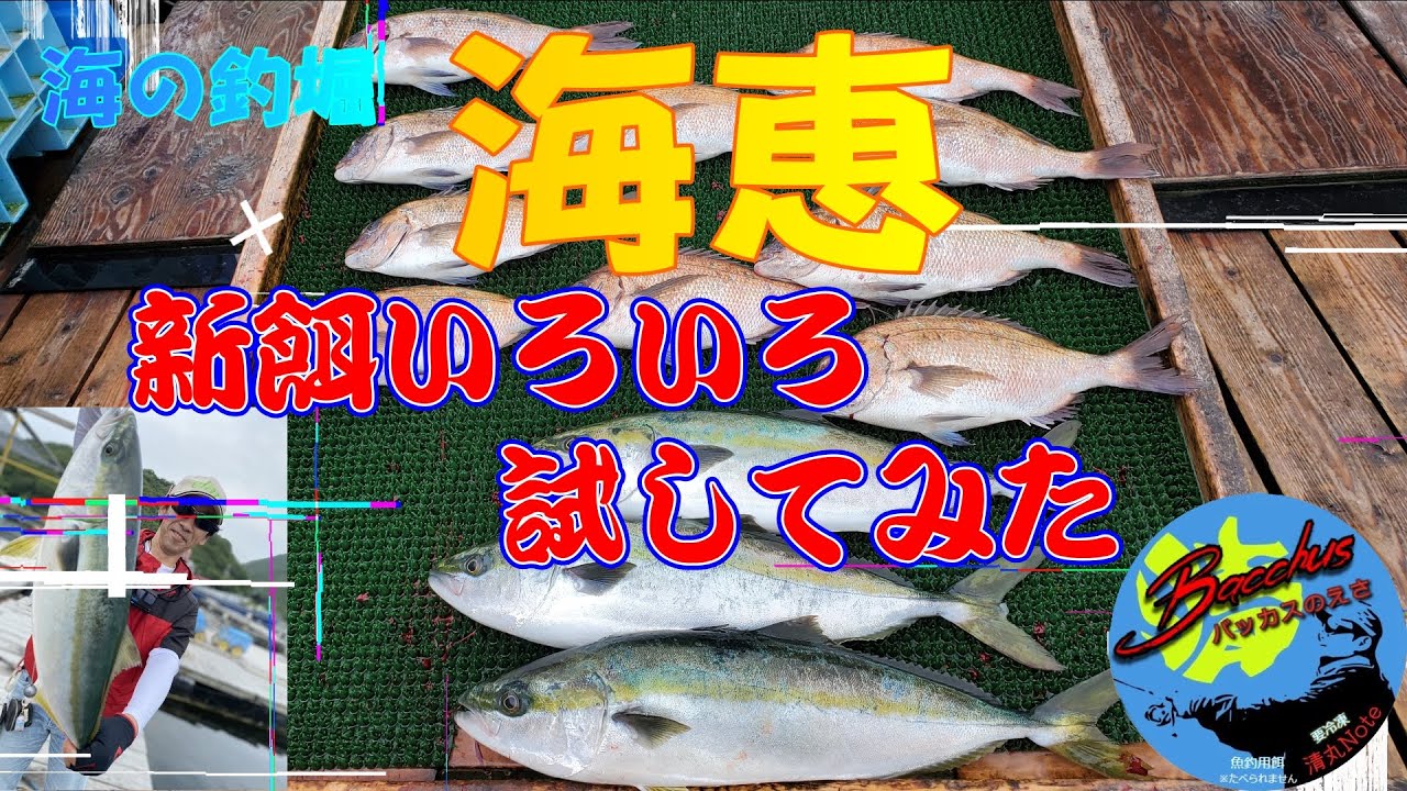 『海上釣り堀』【海恵】新餌いろいろ試してみた                                  #海上釣堀  #餌 ＃バッカスの餌 #モーニング ＃黄龍　＃本多商店　＃快釣餌