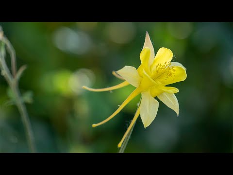 Gelbe Akelei, exquisite Schönheit im Frühlingsgarten