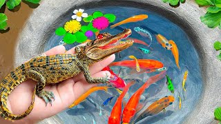 Catch Colorful Surprise Eggs And Catches Crocodile, Kim Kim Fish, Guppies, Turtle, Catfish, Koi