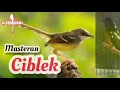 Tembakan Ak Ciblek Untuk Masteran Trotolan Murai Batu Cucak Ijo Ada Jeda Tiap Menit Mp3 - Mp4 Download
