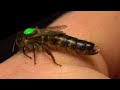 Как пчелиная матка откладывает яйца (Макро видео) How a queen bee lays eggs (Macro video)