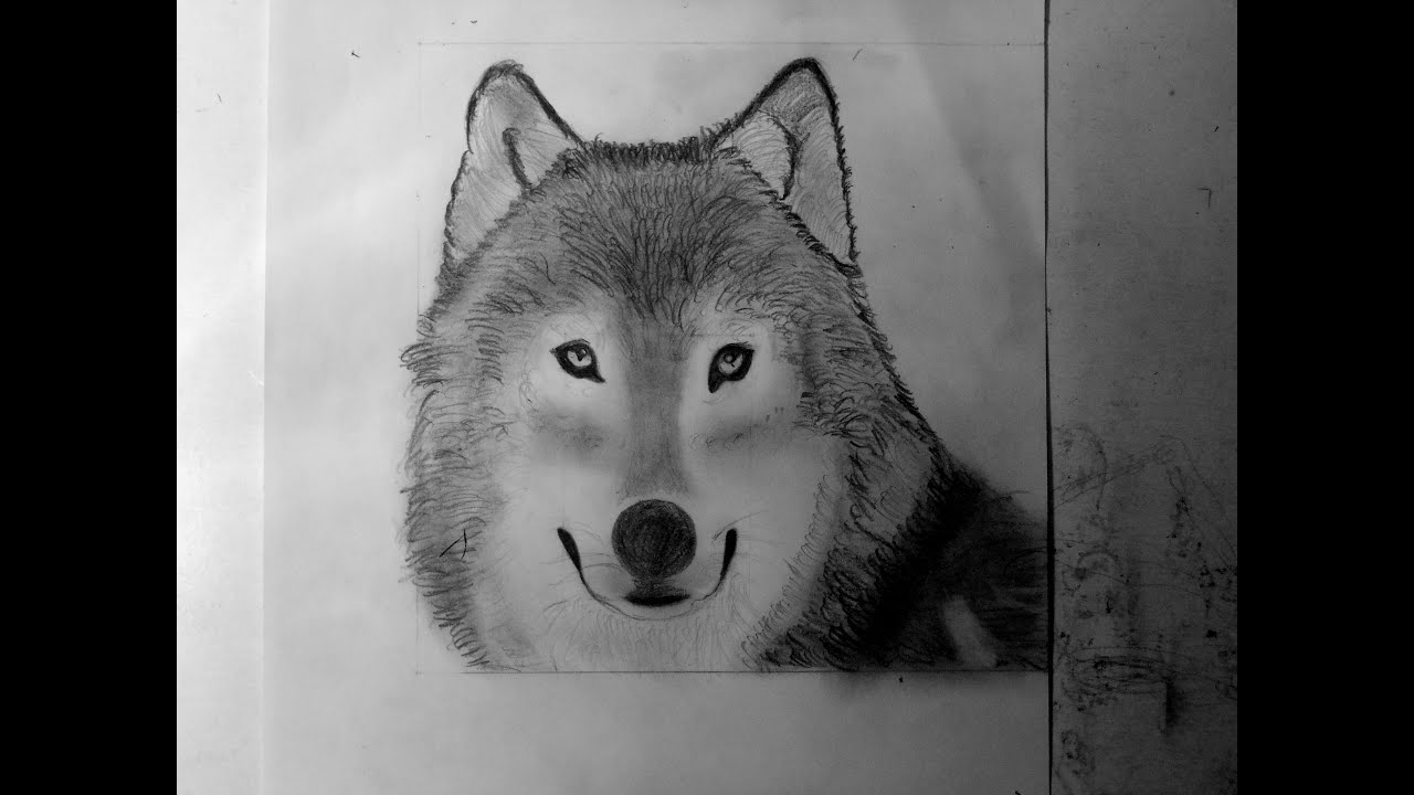 tag dessin de loup r=lacuisinedelaloutre